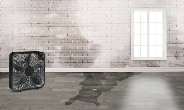 Best Water damage mitigation services  in Sayville, NY