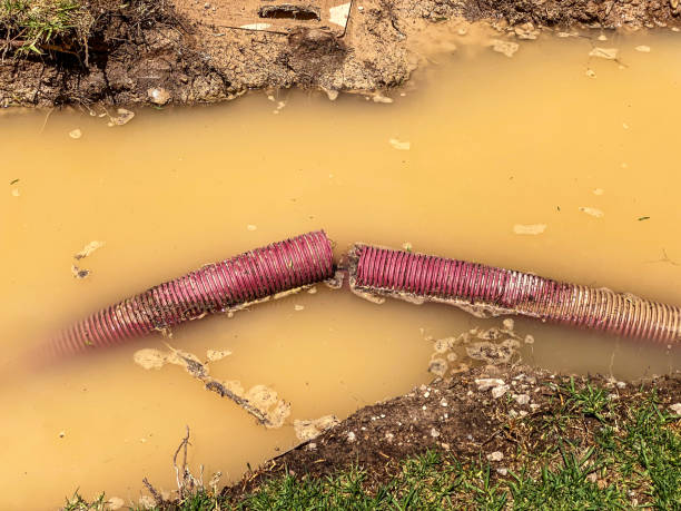 Best Water damage cleanup near me  in Sayville, NY